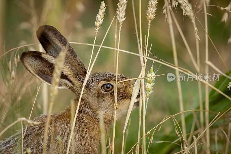 欧洲野兔(Lepus europaeus)